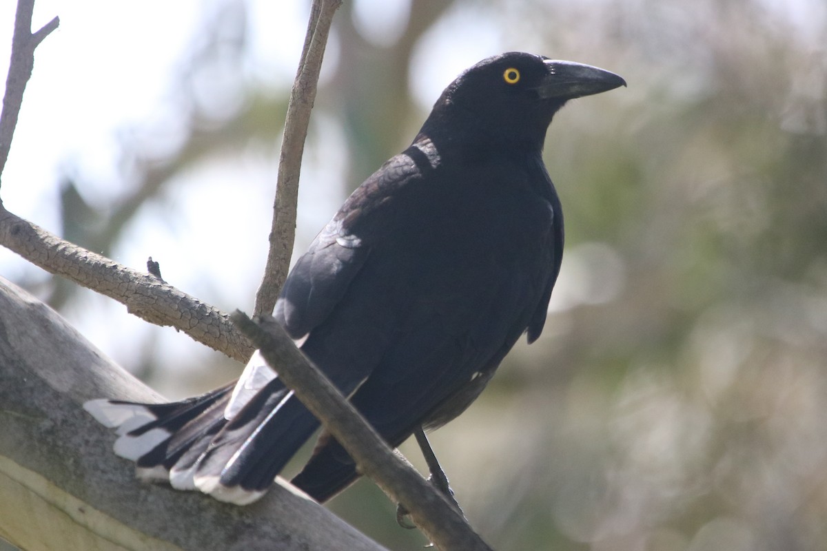 Pied Currawong - ML486861291