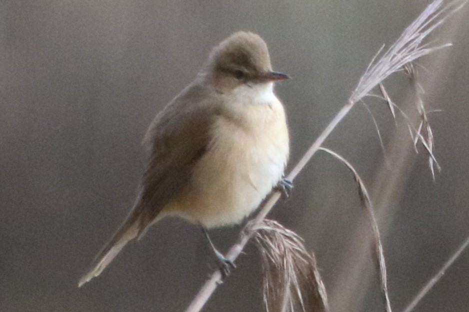 Australian Reed Warbler - ML486861301