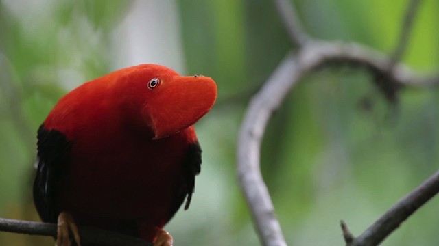 Andean Cock-of-the-rock - ML486862