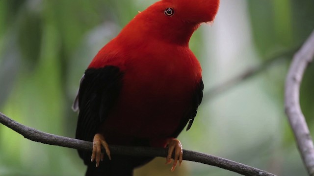 Andean Cock-of-the-rock - ML486863