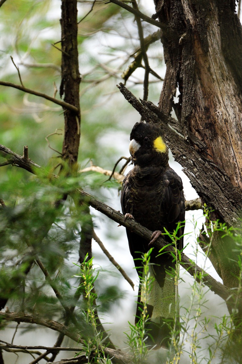 Yellow-tailed Black-Cockatoo - ML486863231
