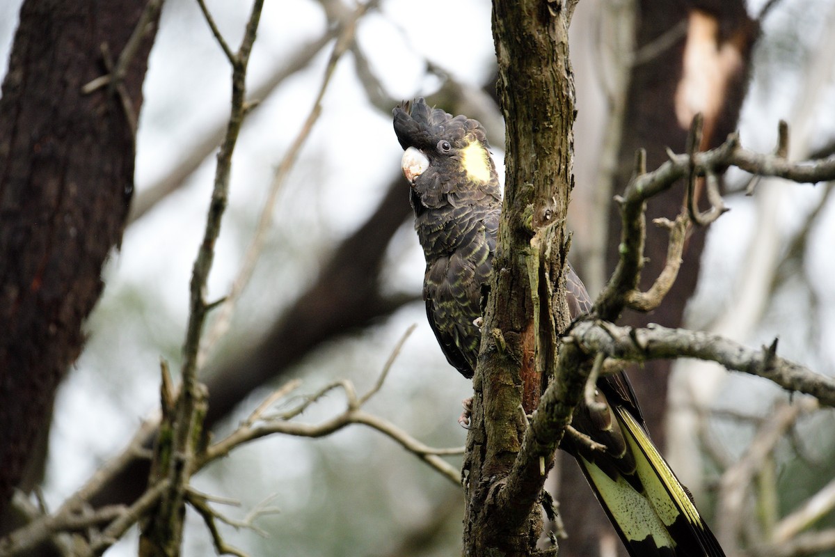 Yellow-tailed Black-Cockatoo - ML486863281