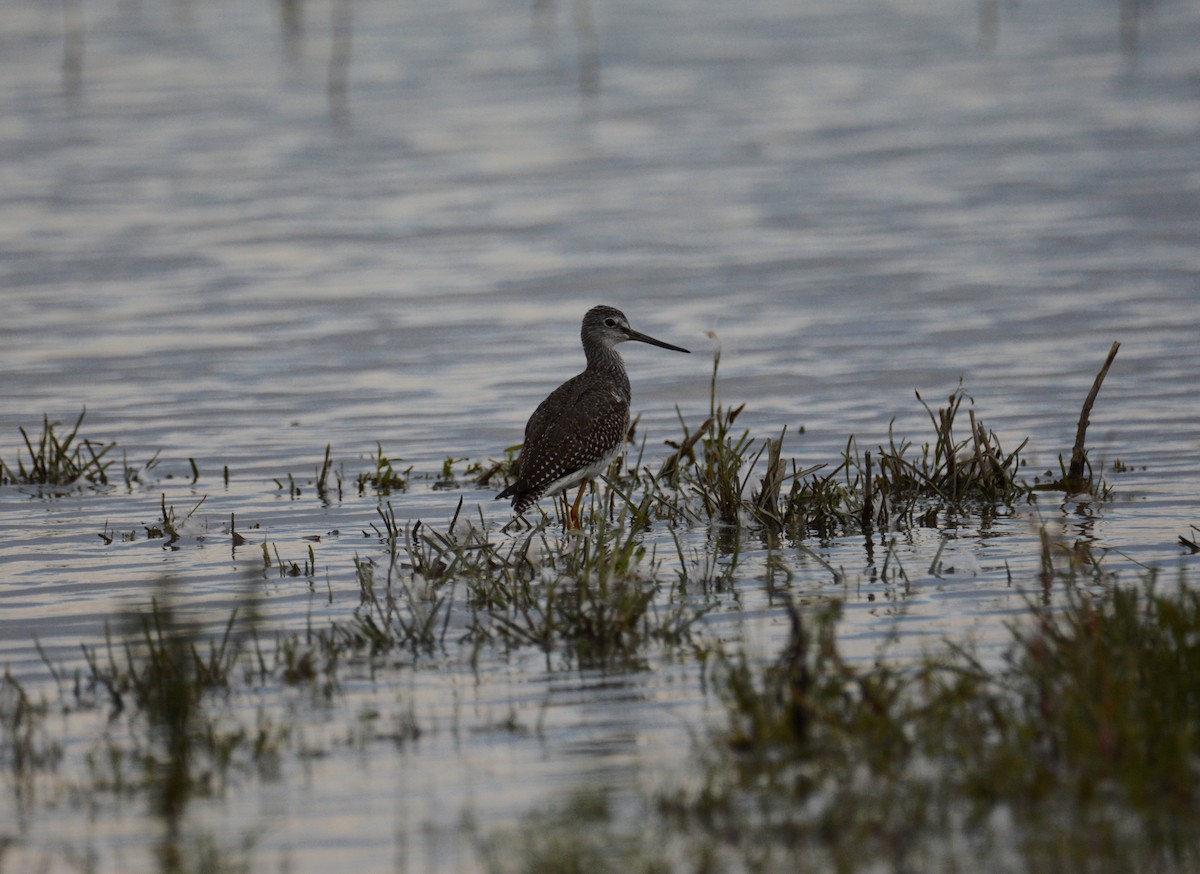 plystresnipe - ML486863501