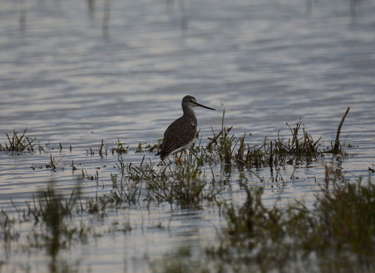 Greater Yellowlegs - ML486863501