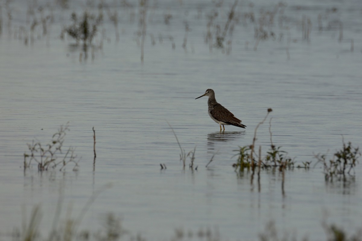 Greater Yellowlegs - ML486863661