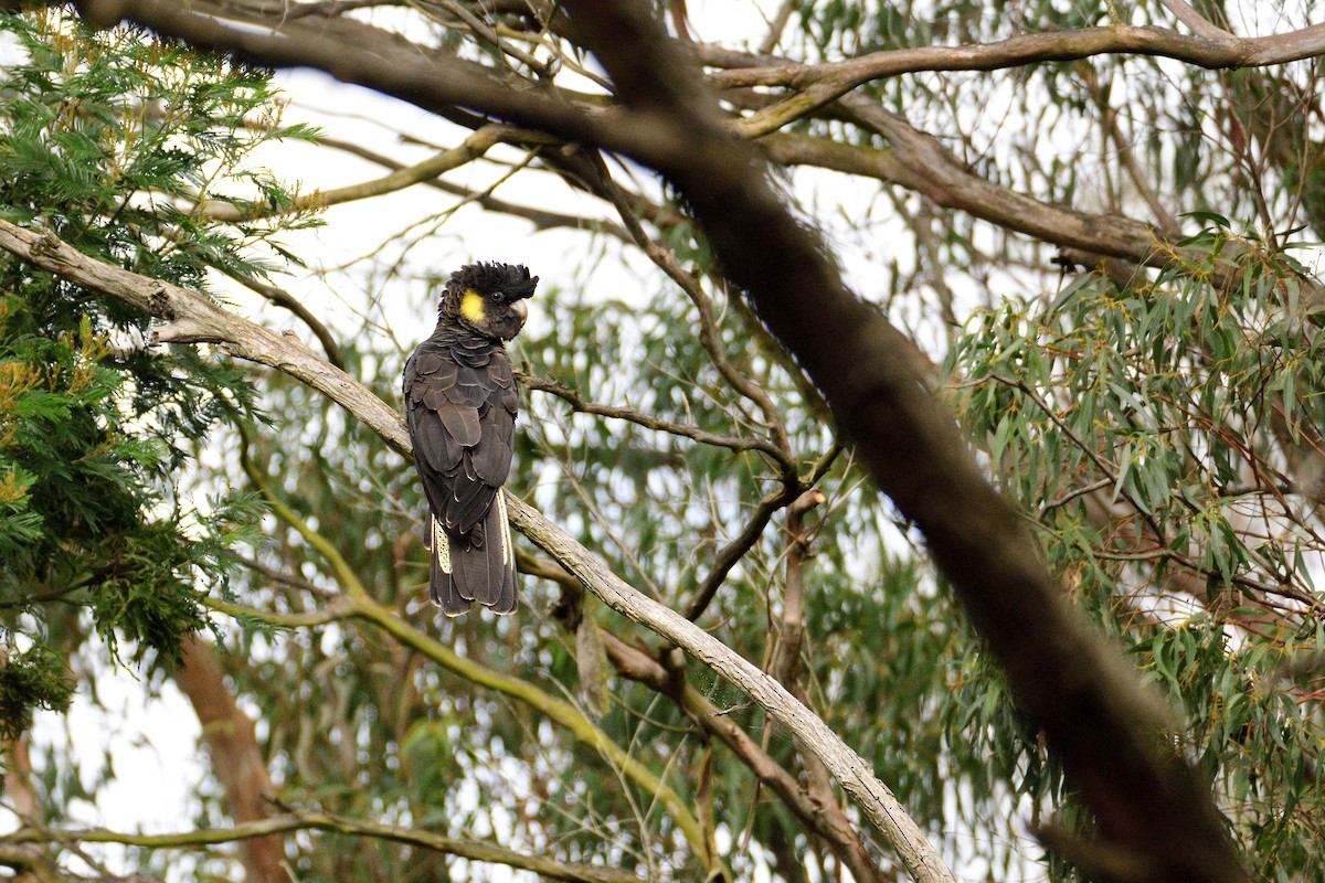 Yellow-tailed Black-Cockatoo - ML486863901