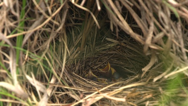 Kirtland's Warbler - ML486864