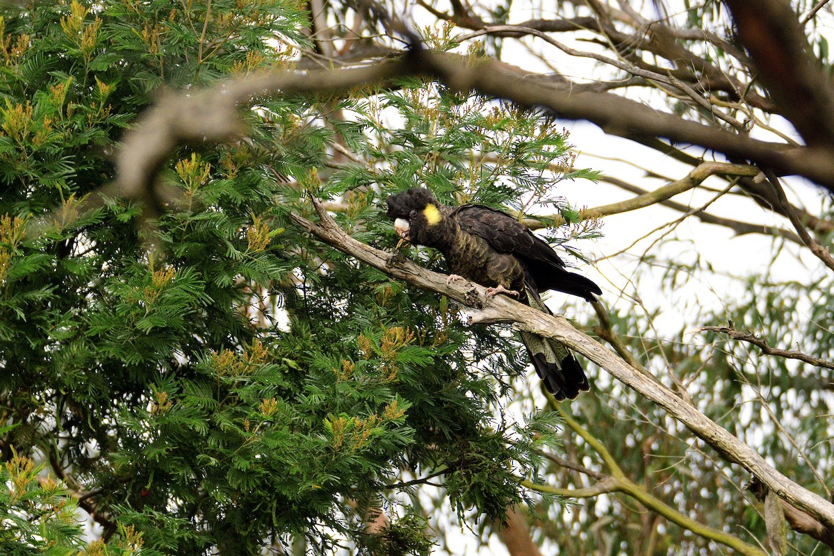 Yellow-tailed Black-Cockatoo - Ken Crawley