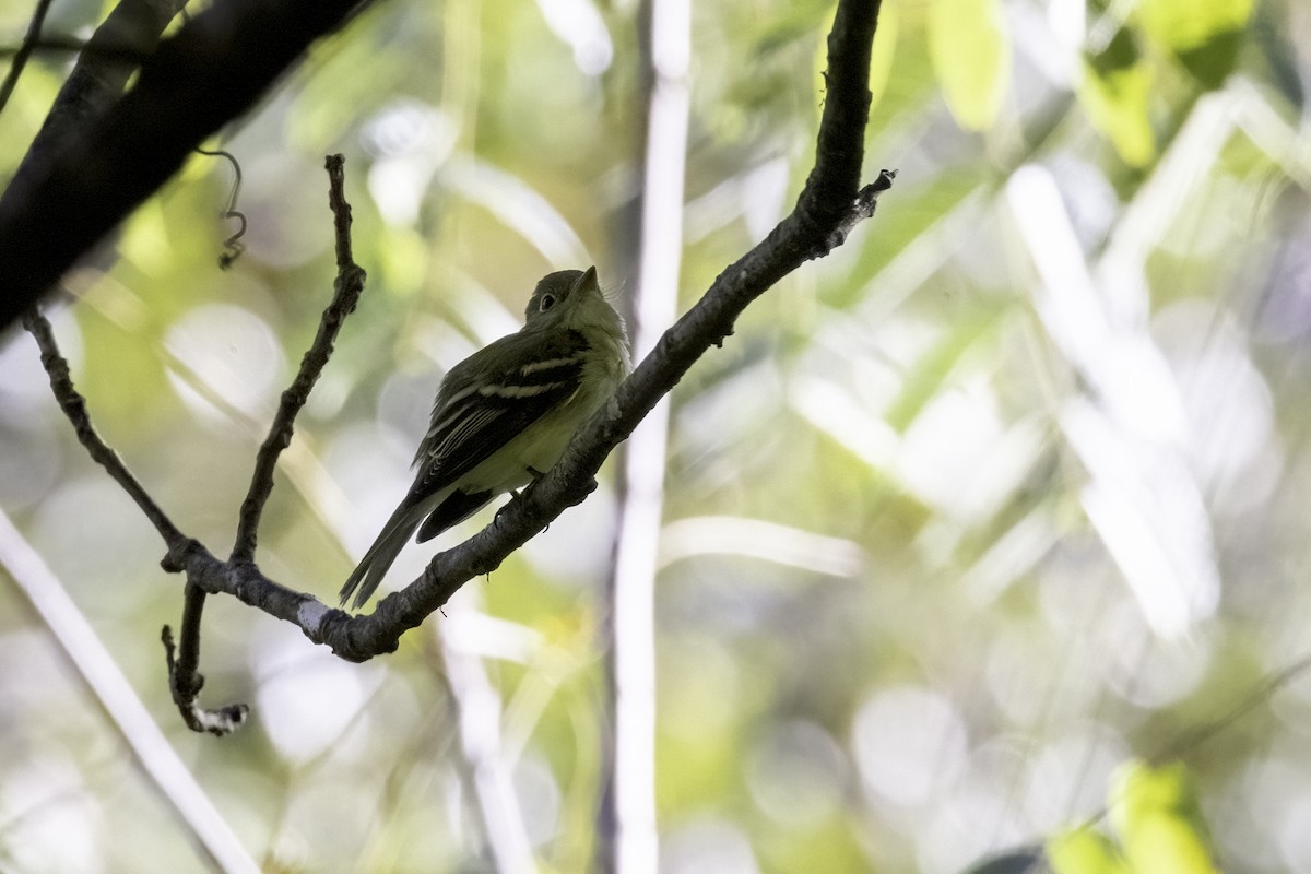 Yellow-bellied Flycatcher - ML486864191