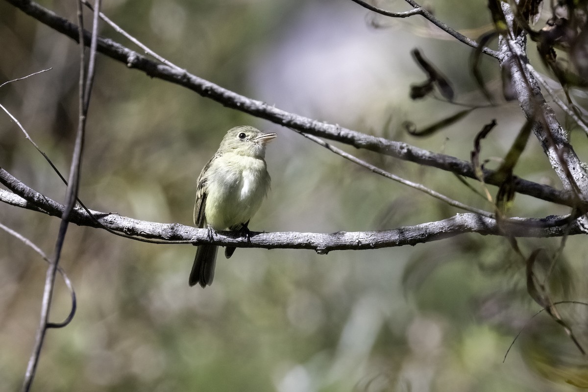 Least Flycatcher - ML486864221