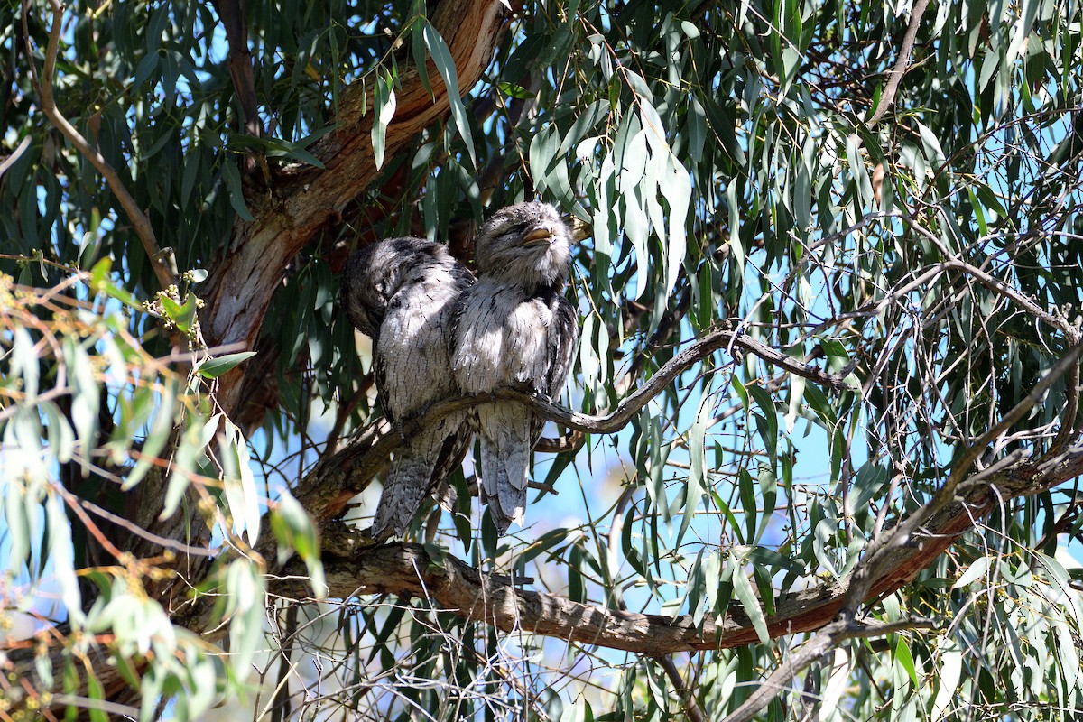 Tawny Frogmouth - ML486864631