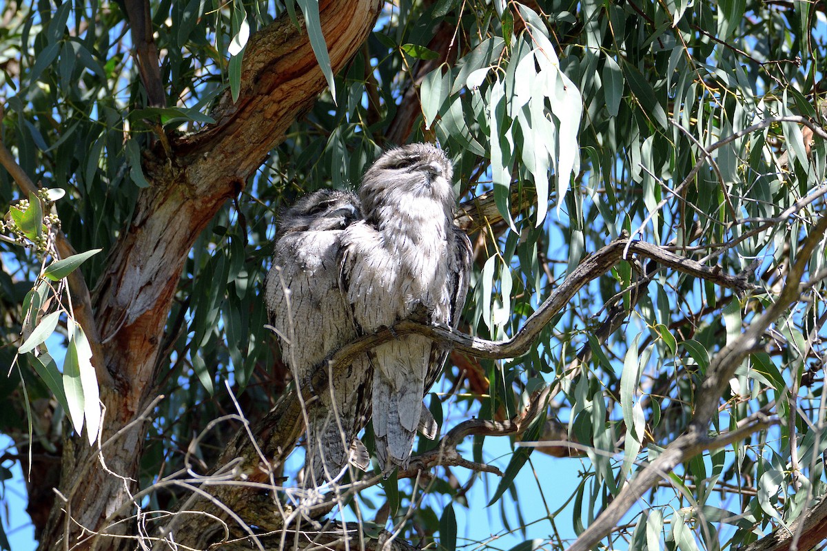 Tawny Frogmouth - ML486864641