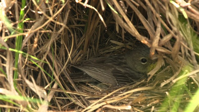 Kirtland's Warbler - ML486865