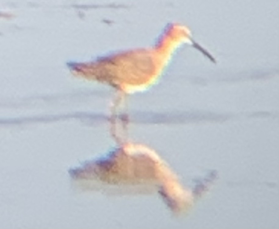 Stilt Sandpiper - ML486865161