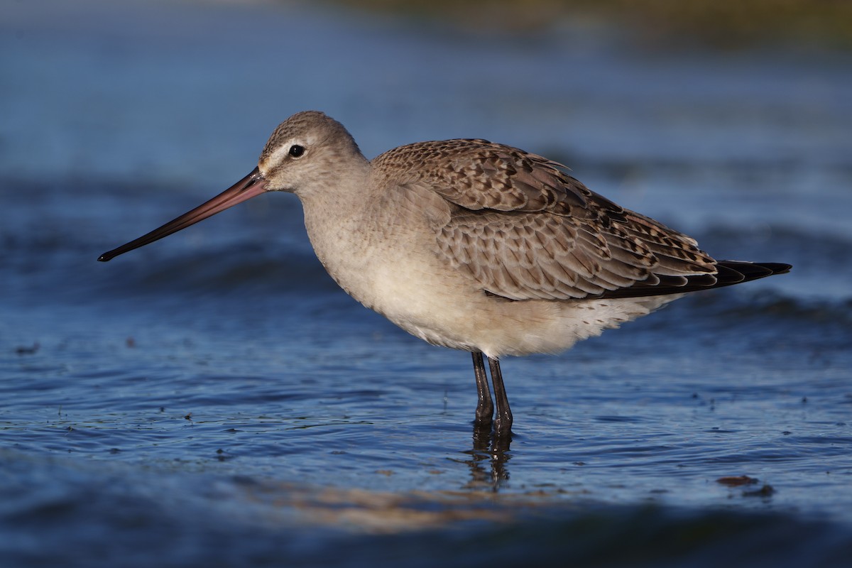 Hudsonian Godwit - ML486865241