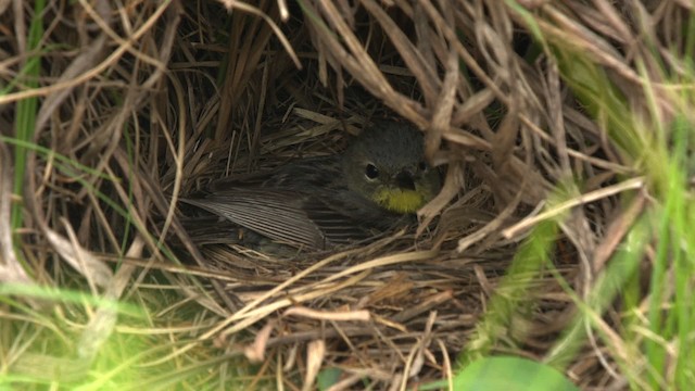 Kirtland's Warbler - ML486866