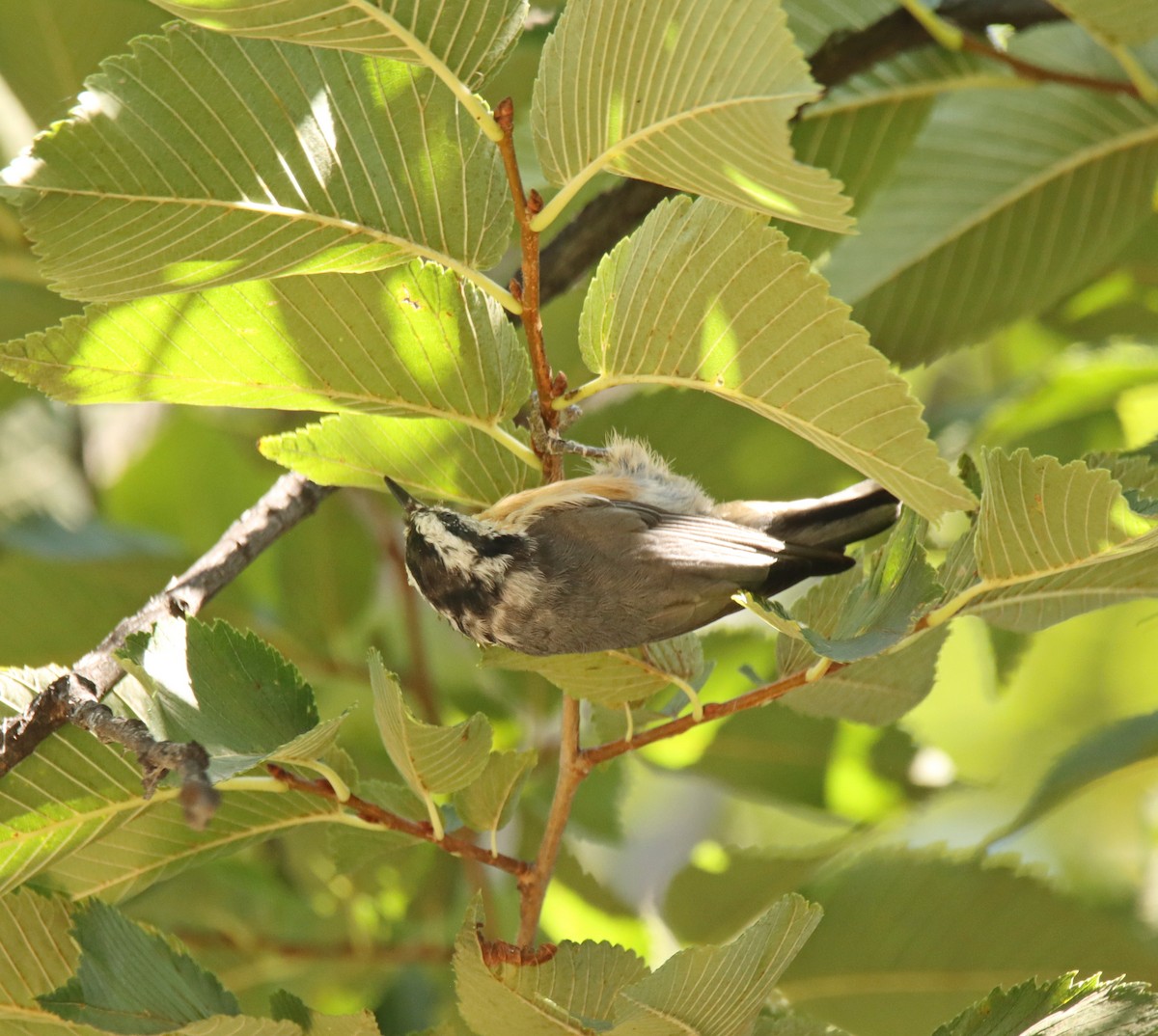 Red-breasted Nuthatch - ML486866071
