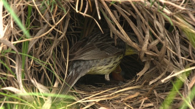 Kirtland's Warbler - ML486868