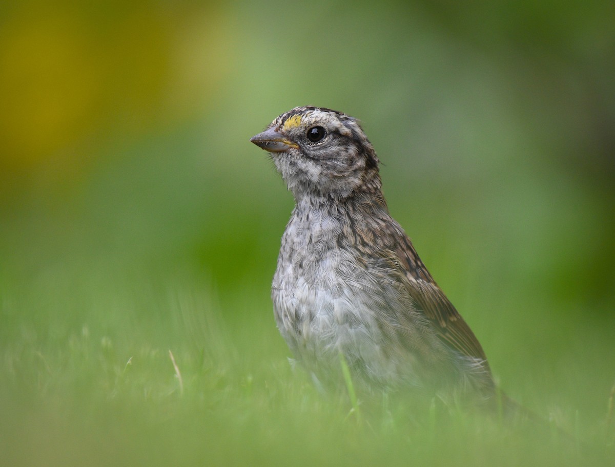 White-throated Sparrow - ML486868061