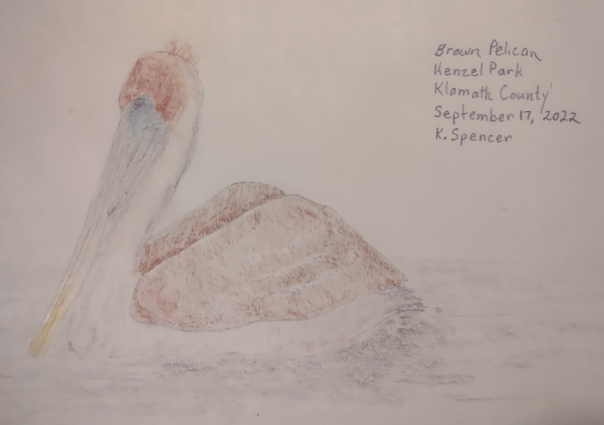 pelikán hnědý - ML486868091