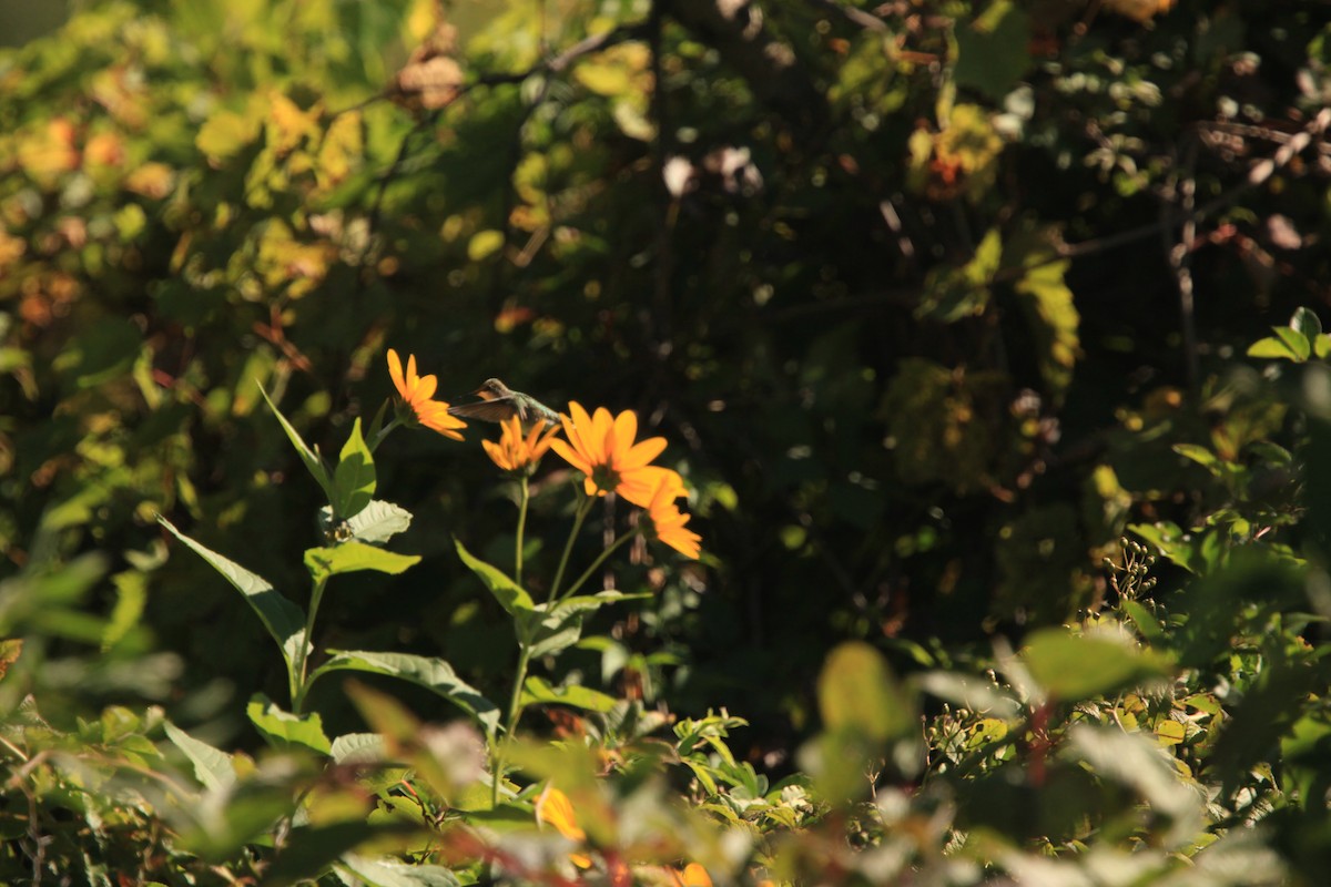 Ruby-throated Hummingbird - ML486868661