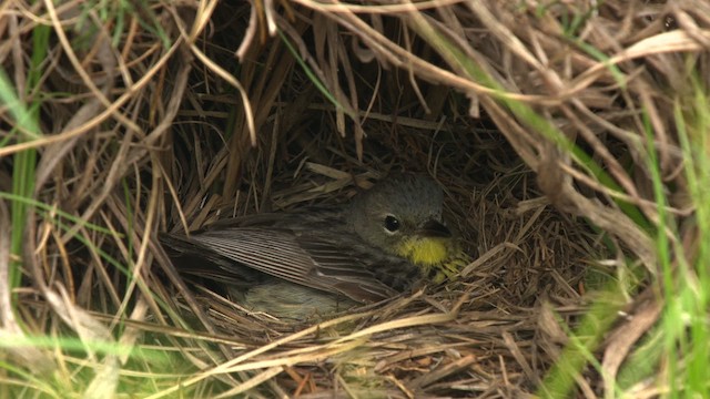 Kirtland's Warbler - ML486869