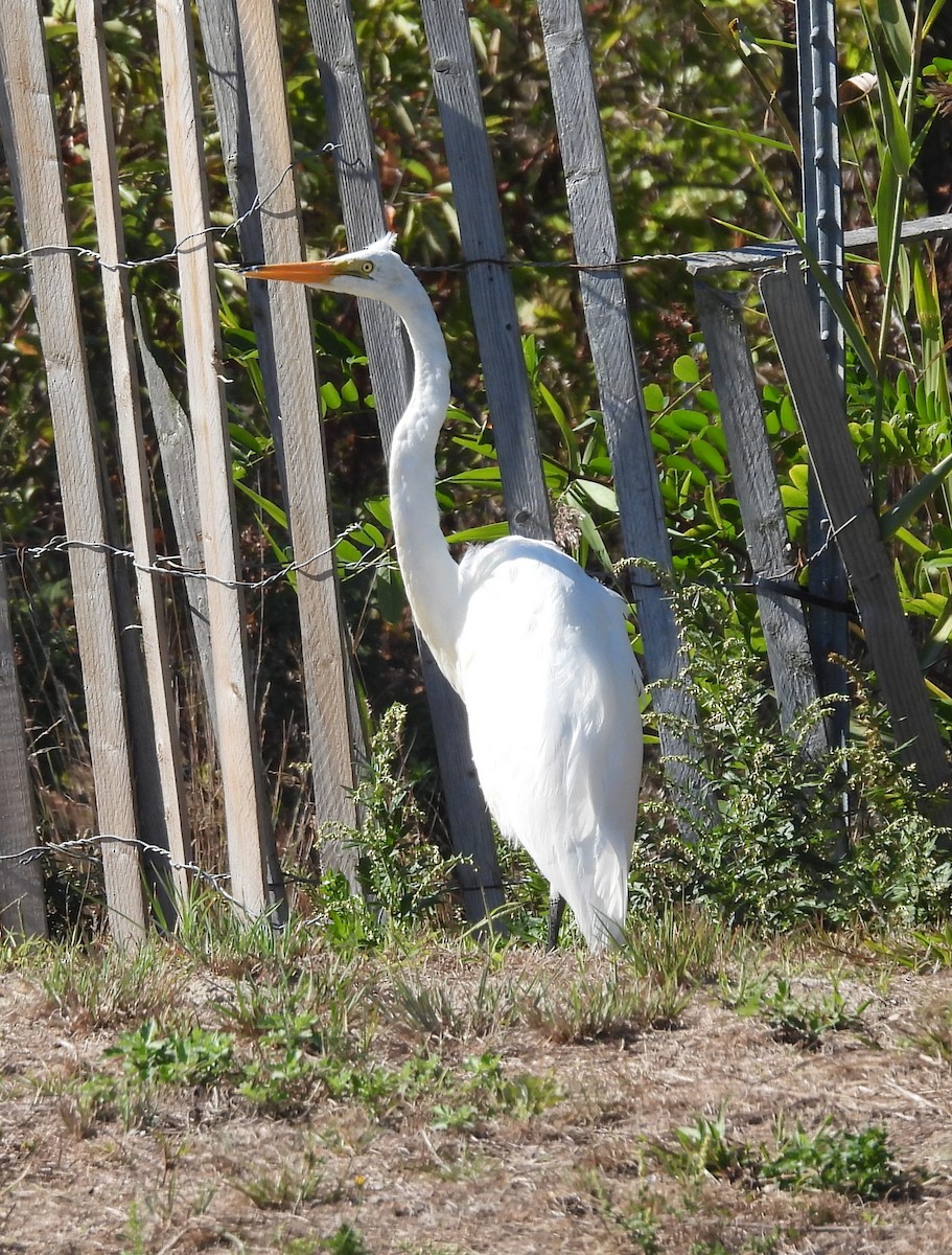 Great Egret - ML486869051