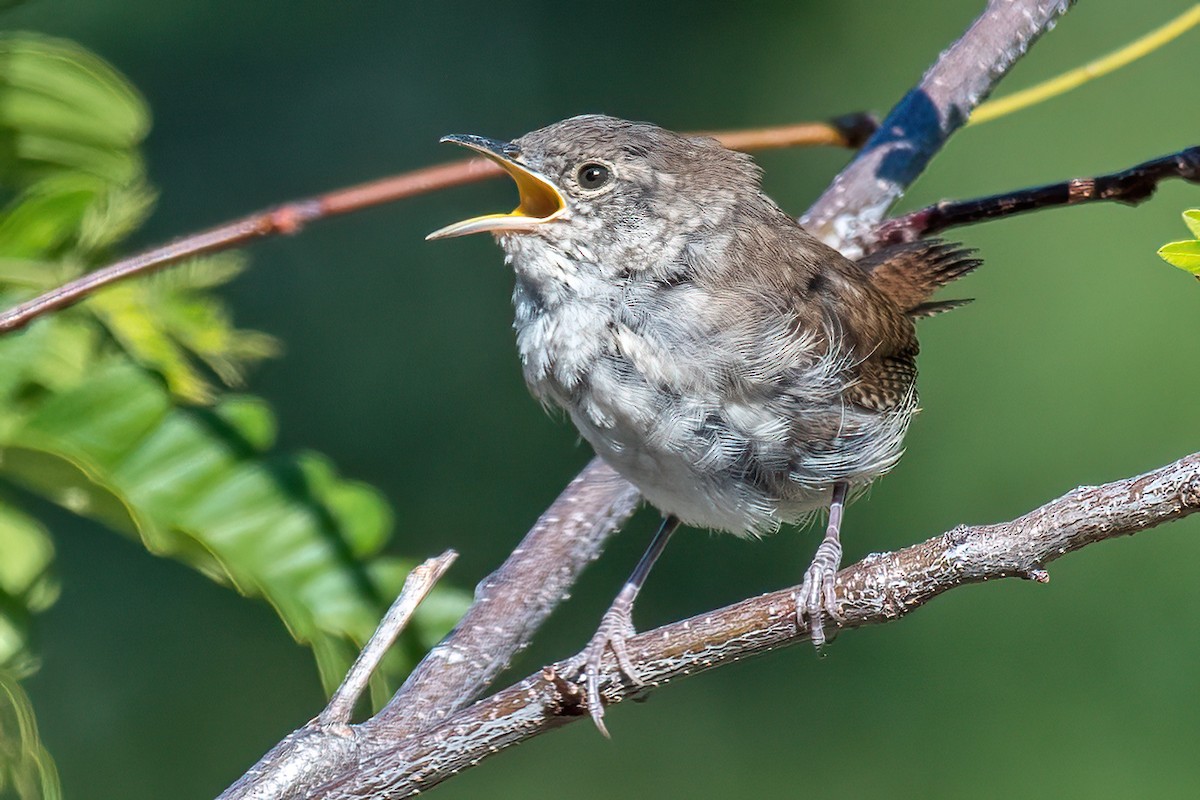 House Wren - ML486870481