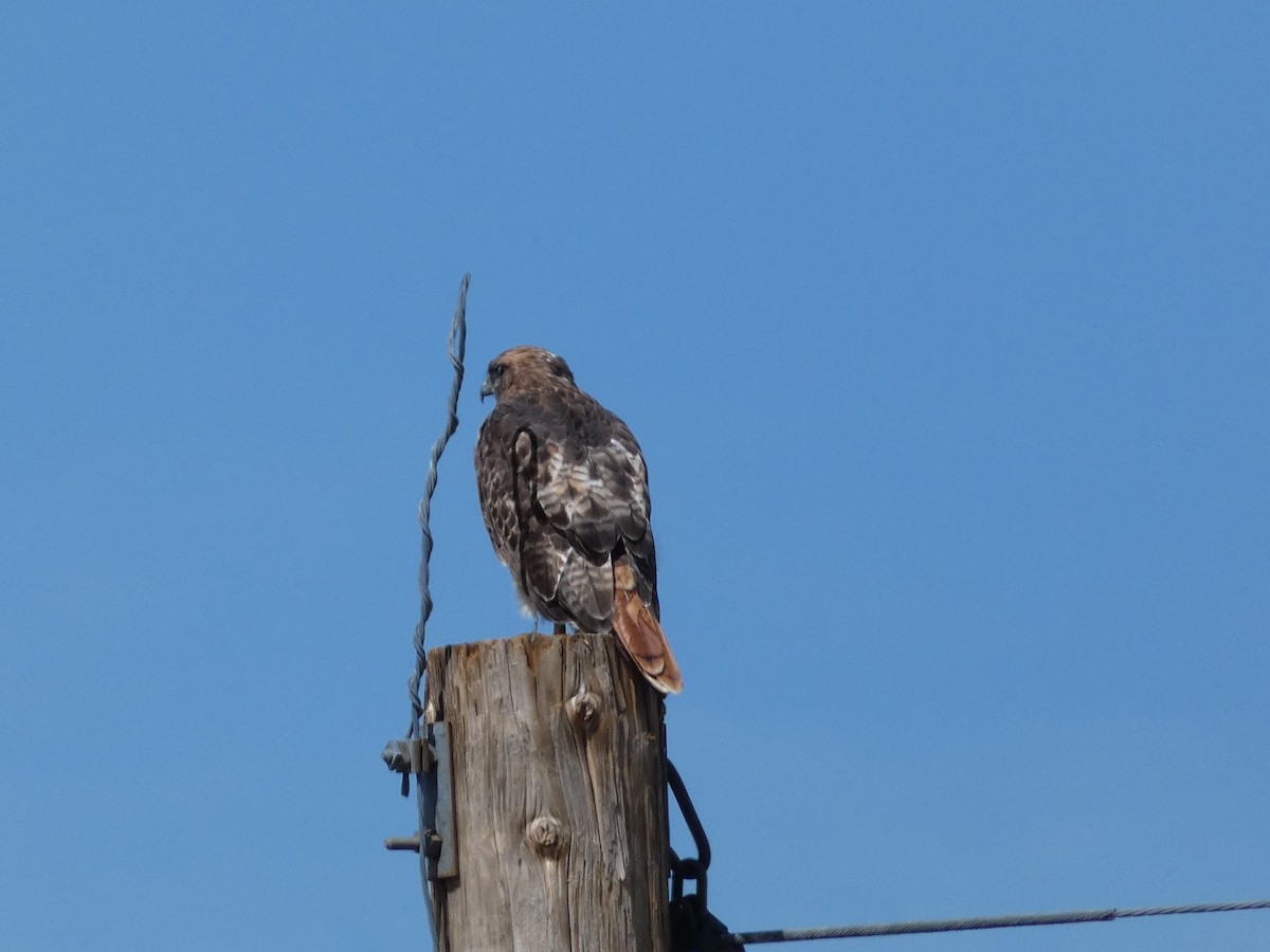 Red-tailed Hawk - ML486871531
