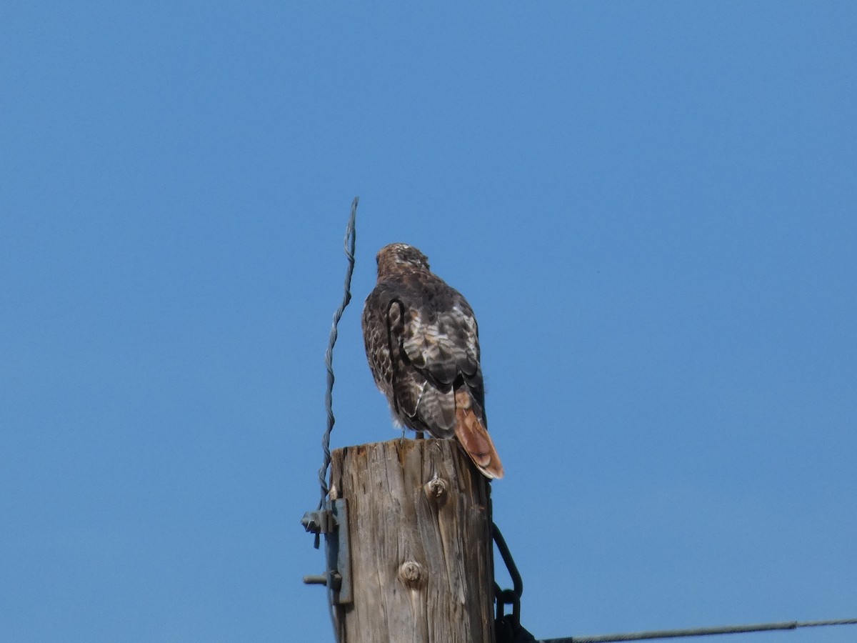 Red-tailed Hawk - ML486871551