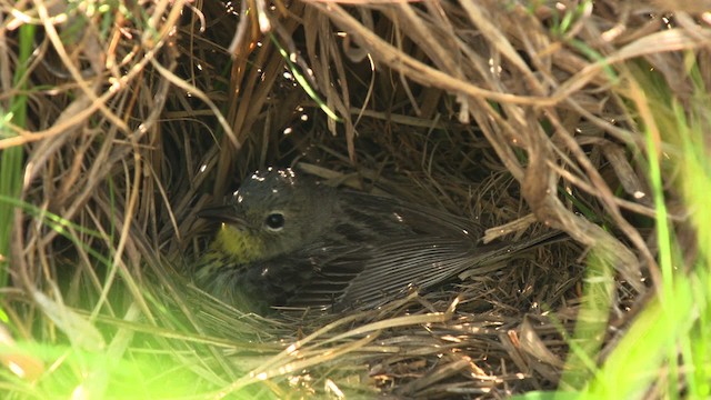 Kirtland's Warbler - ML486872