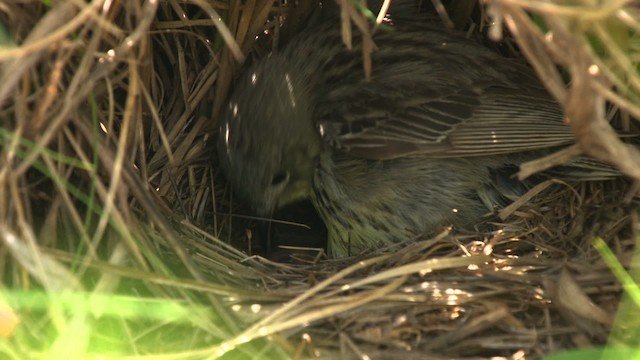 Kirtland's Warbler - ML486873