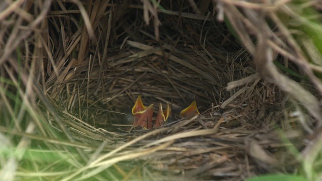 Kirtland's Warbler - ML486874