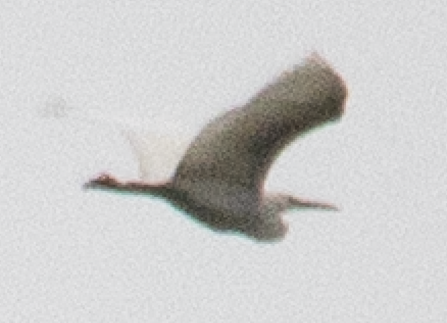 クロサギ - ML486875151