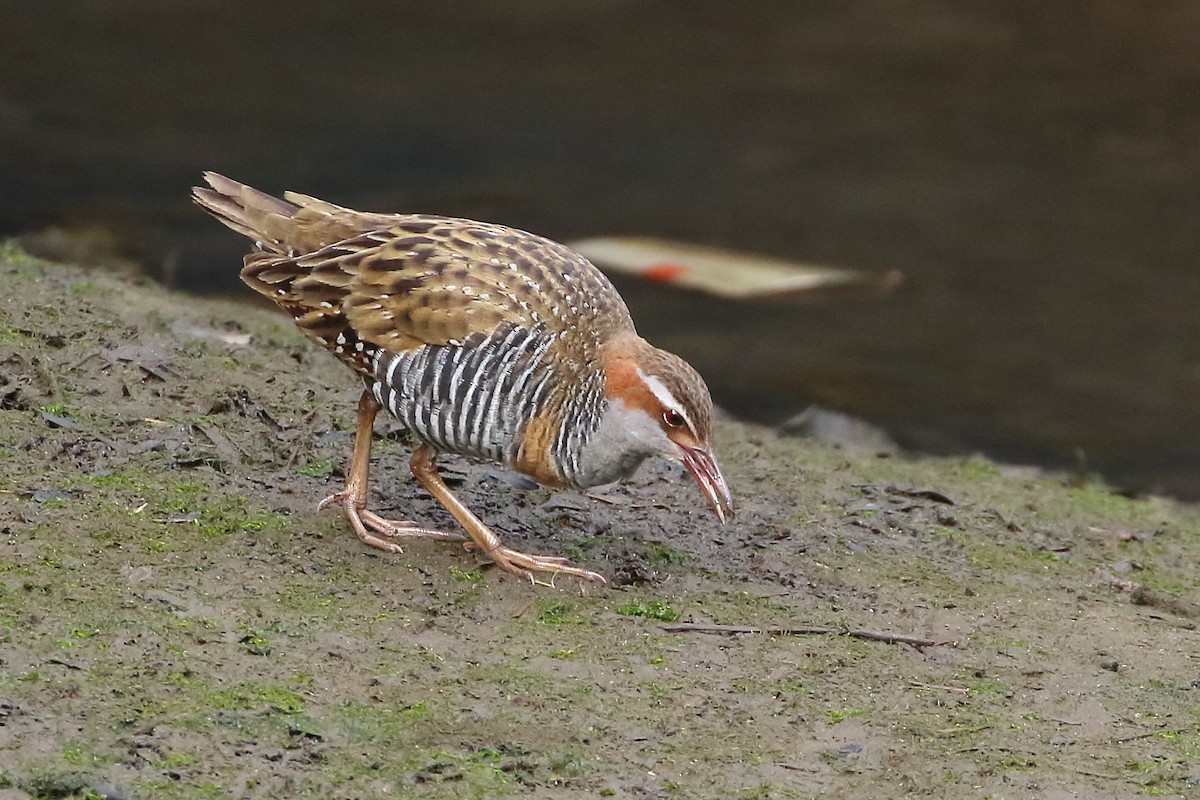 Buff-banded Rail - ML486877471