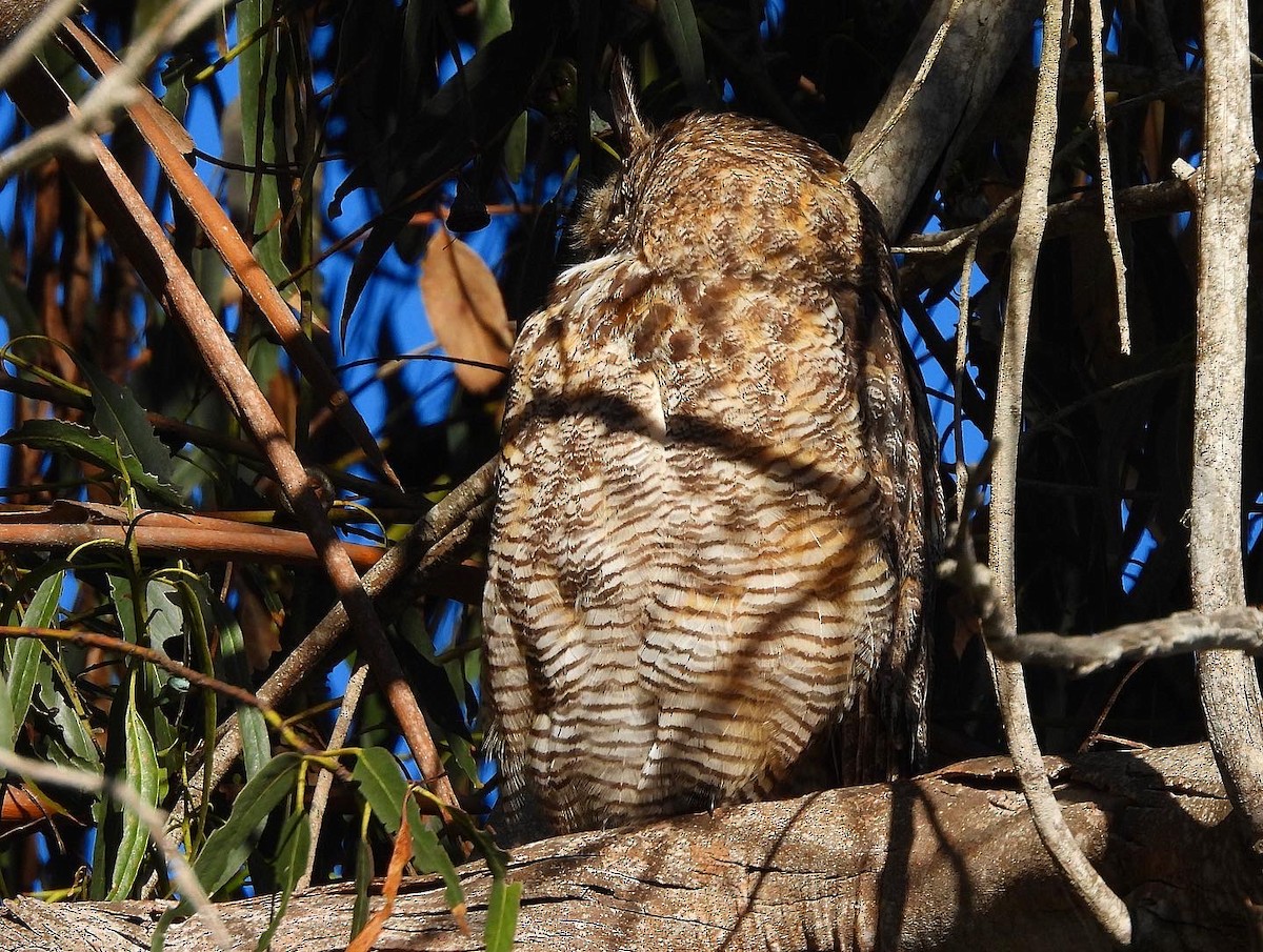 Great Horned Owl - ML486877771