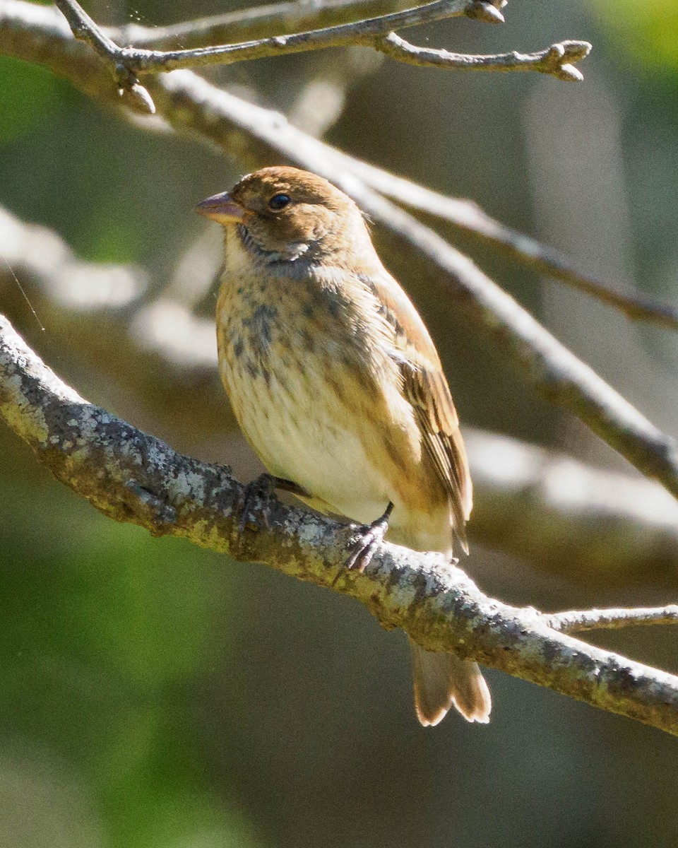 Indigo Bunting - Laura Mandel