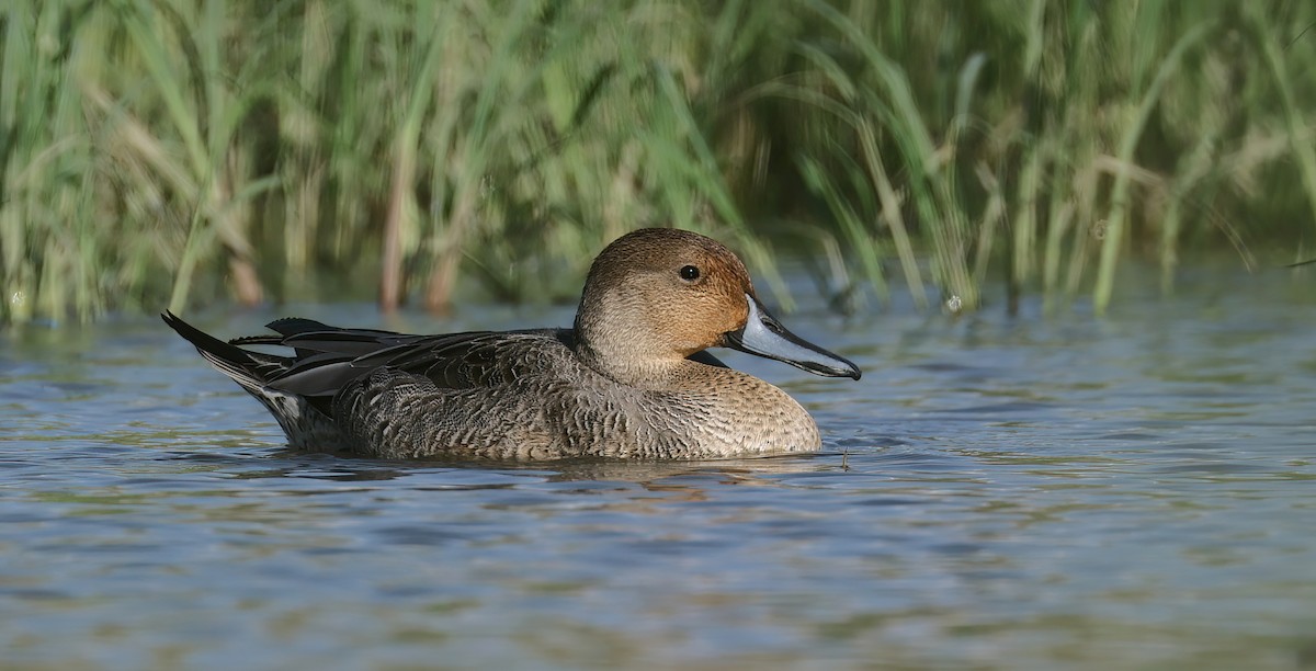 Northern Pintail - ML486879061