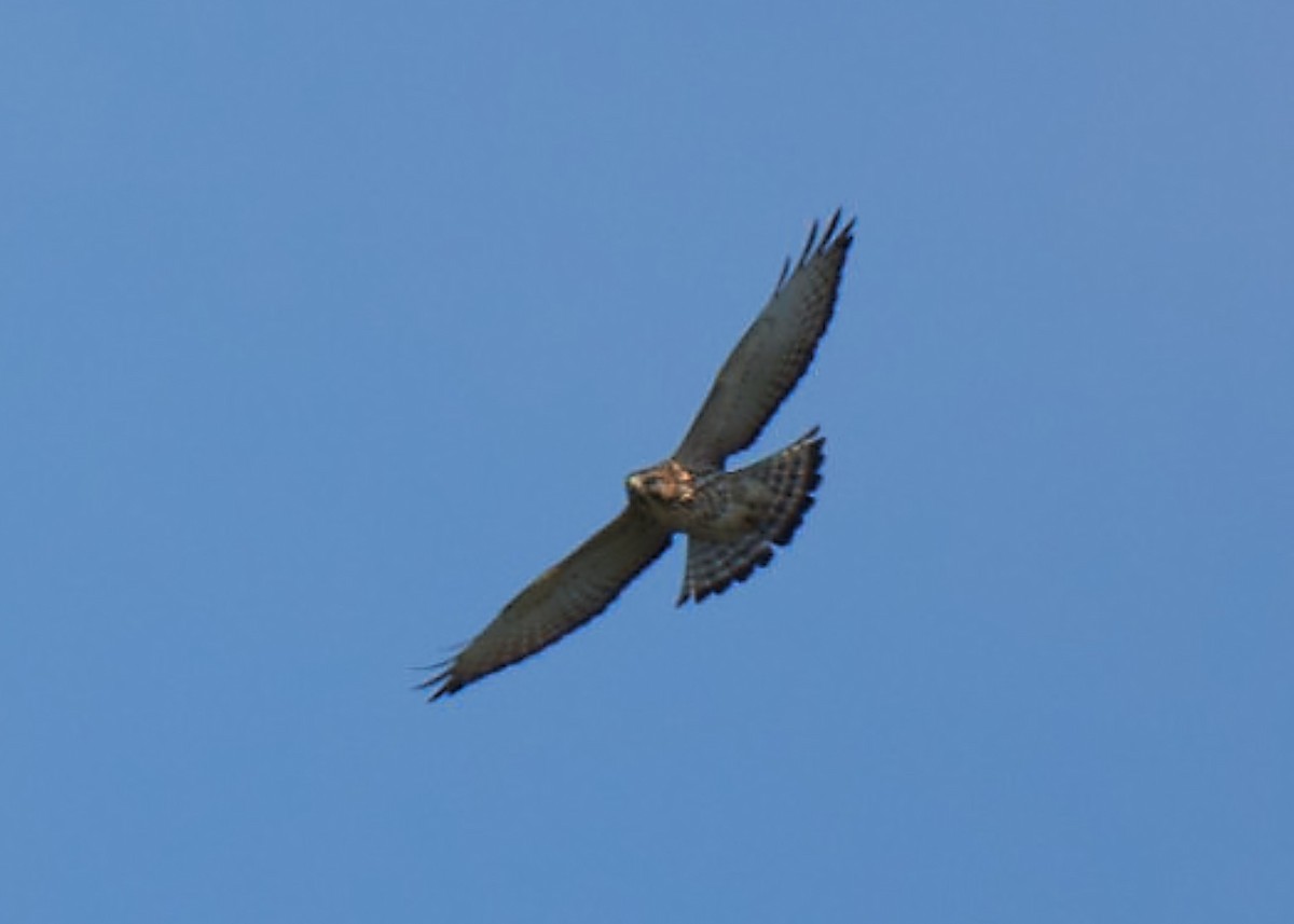 Broad-winged Hawk - ML486879161