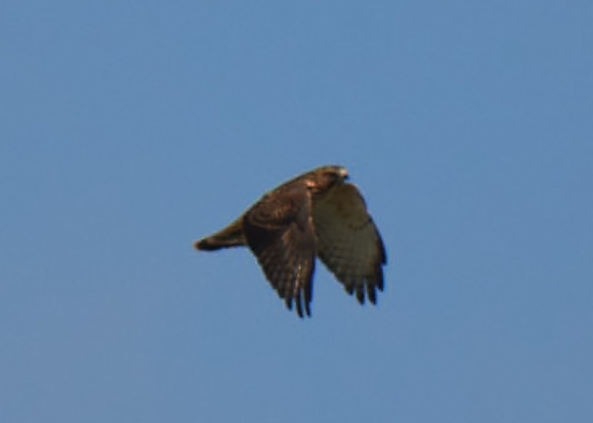 Broad-winged Hawk - ML486879171