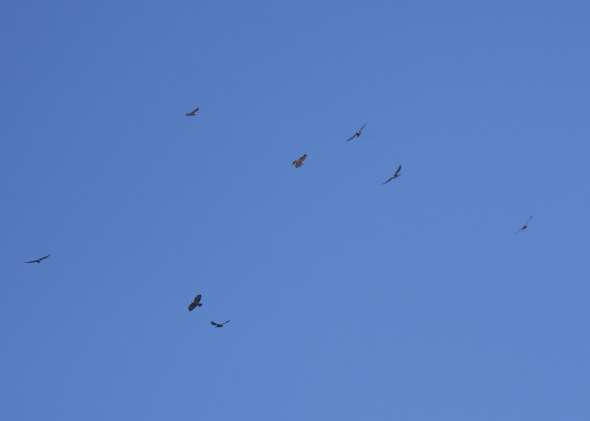 Broad-winged Hawk - ML486879201