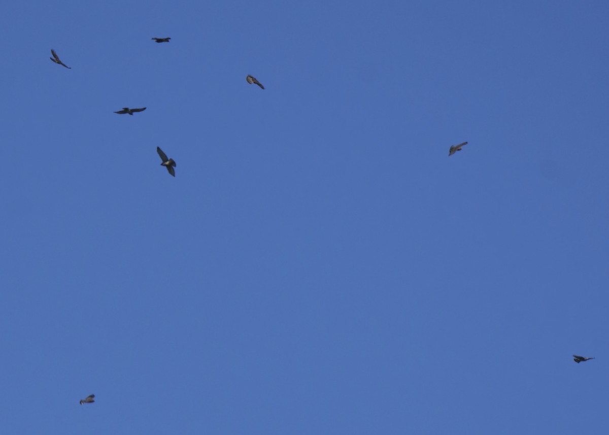 Broad-winged Hawk - ML486879211