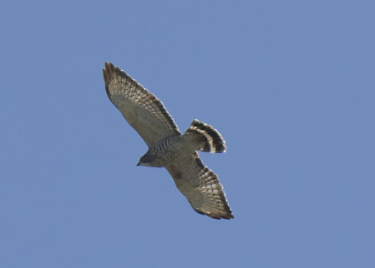 Broad-winged Hawk - ML486879221