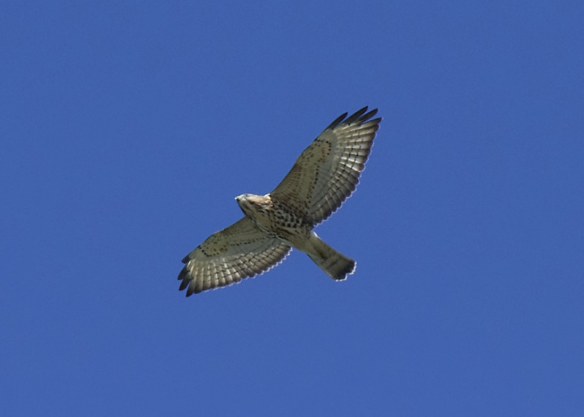 Broad-winged Hawk - ML486879241