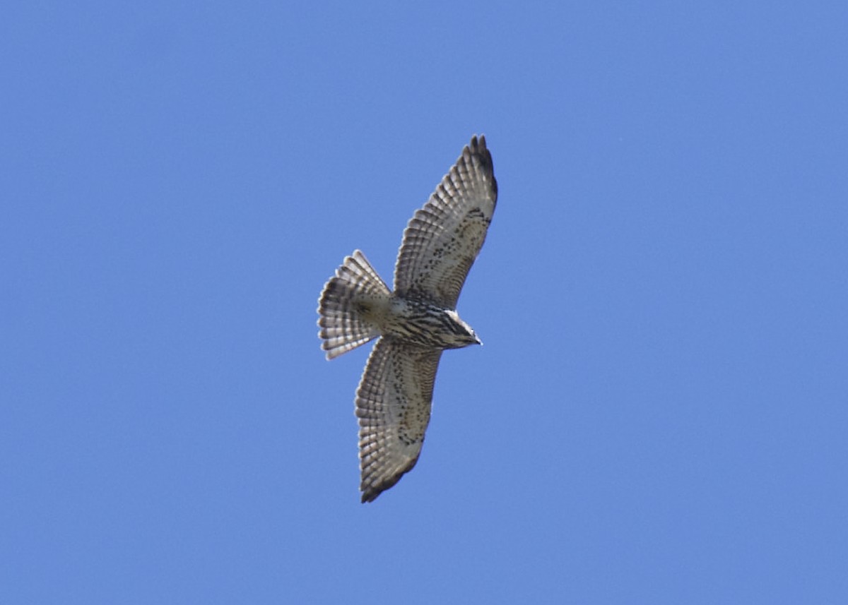 Broad-winged Hawk - ML486879251