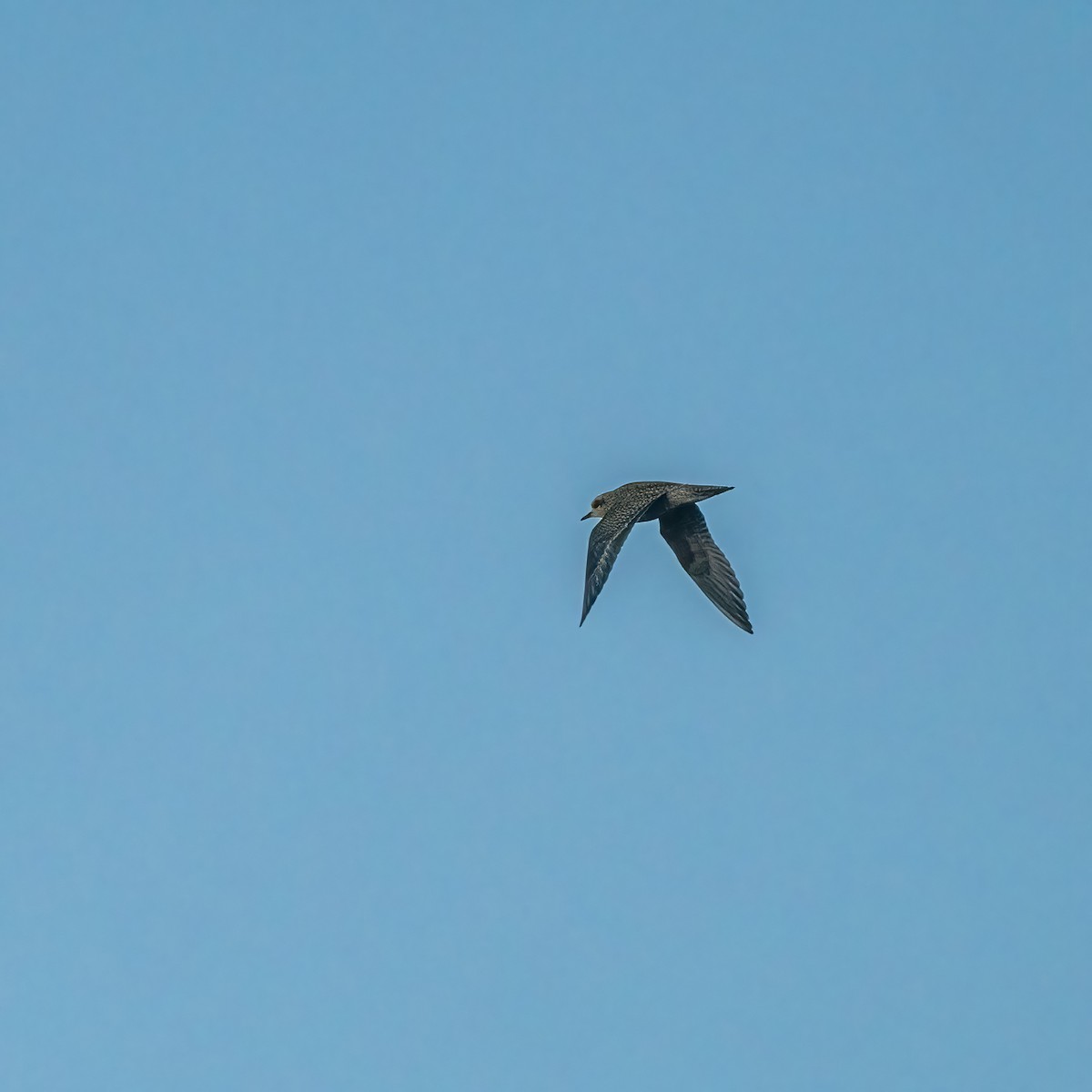 American Golden-Plover - ML486880201