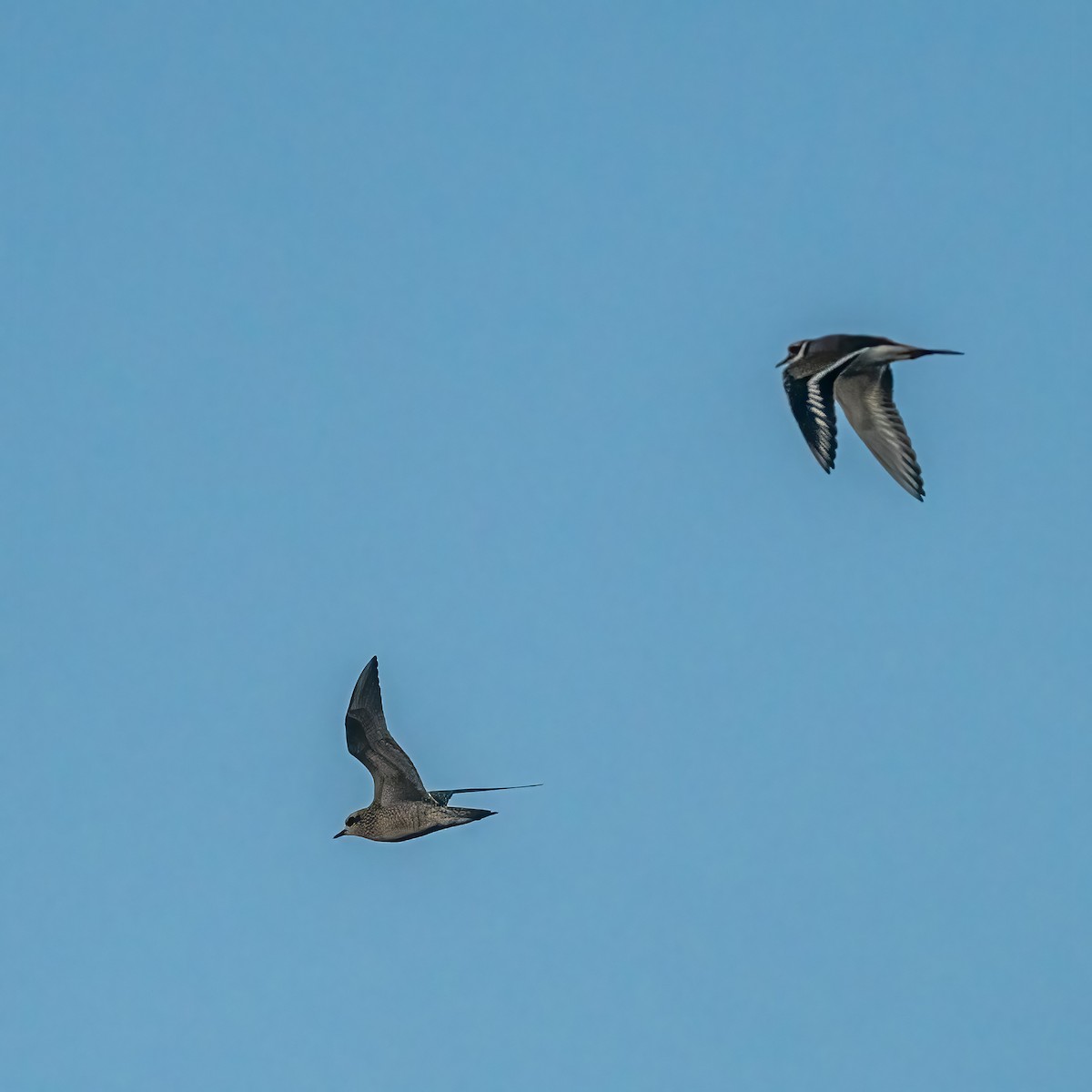 American Golden-Plover - ML486880211