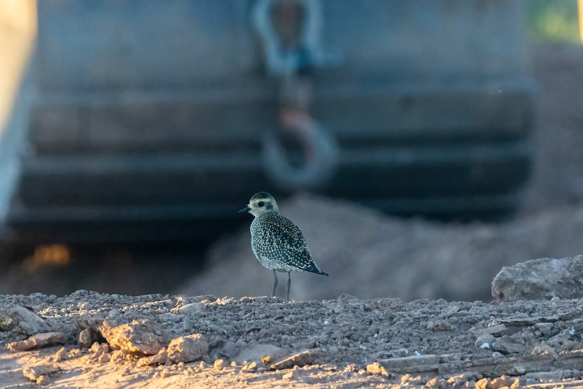 American Golden-Plover - ML486880251