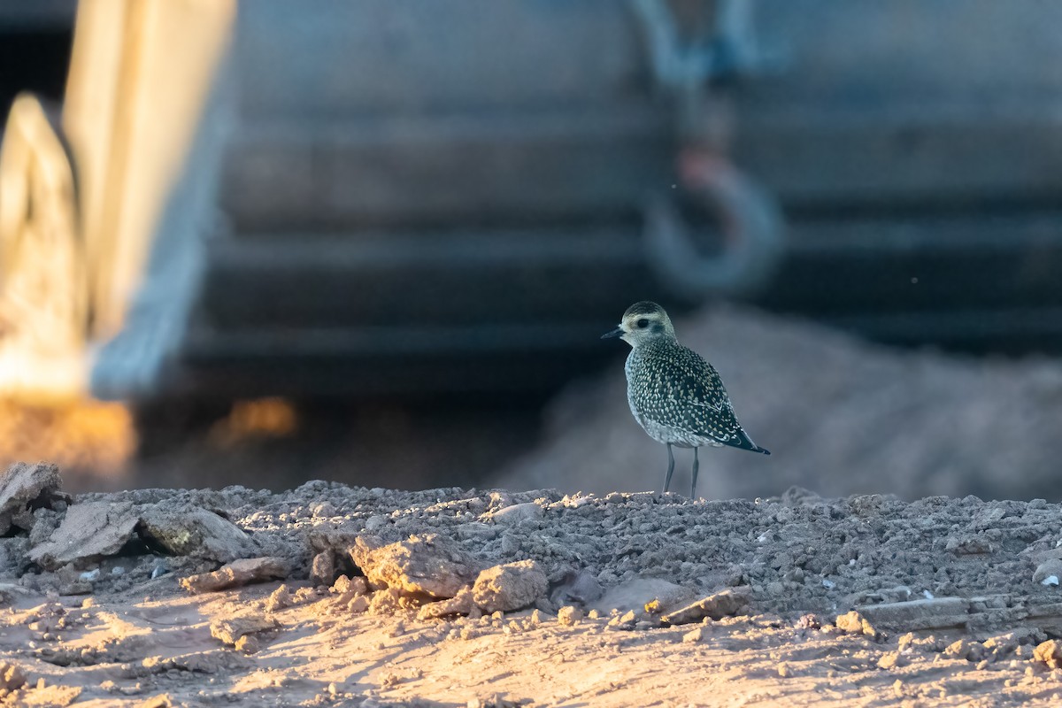 American Golden-Plover - ML486880271