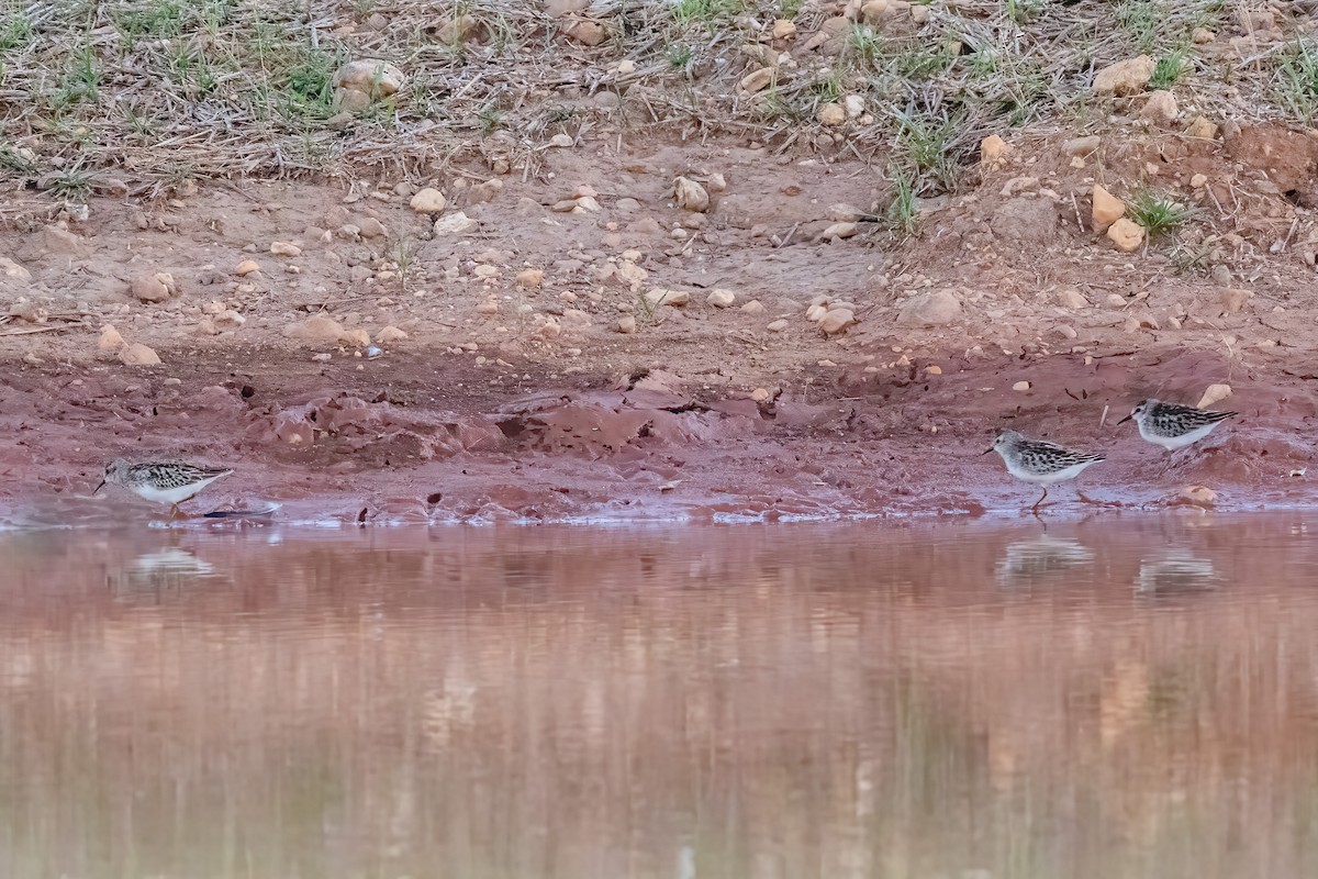 Least Sandpiper - ML486880371